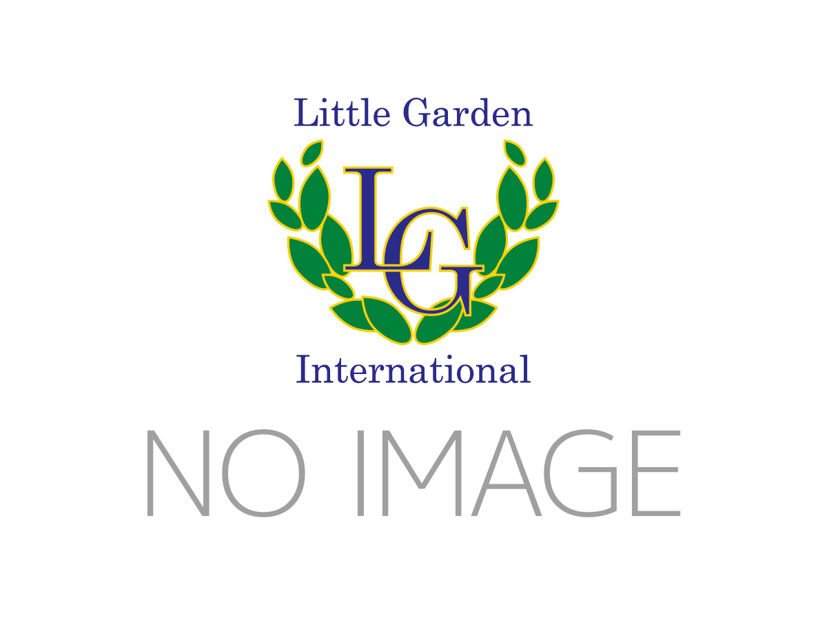 no-image
